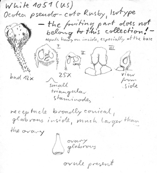 Vorschaubild Ocotea pseudocoto Rusby